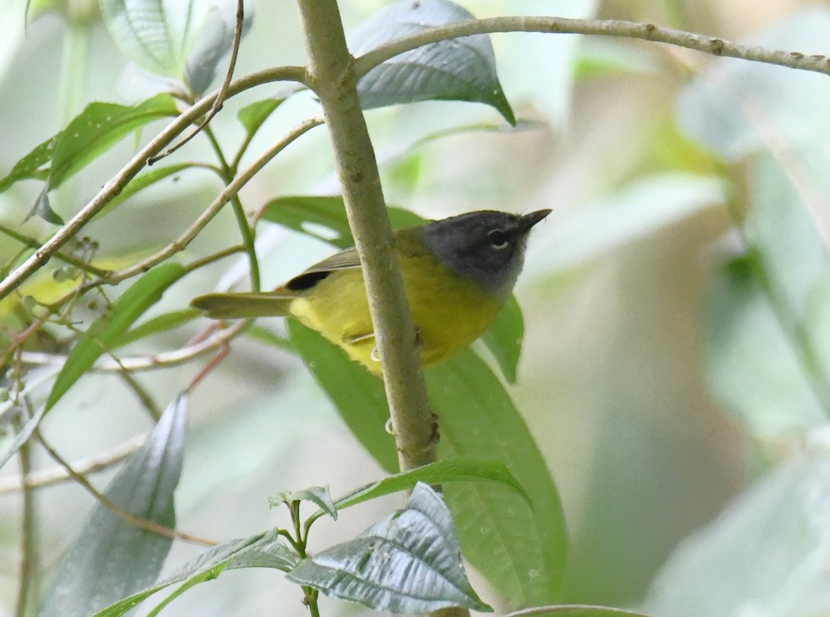 White-lored Warbler - Zachary Peterson