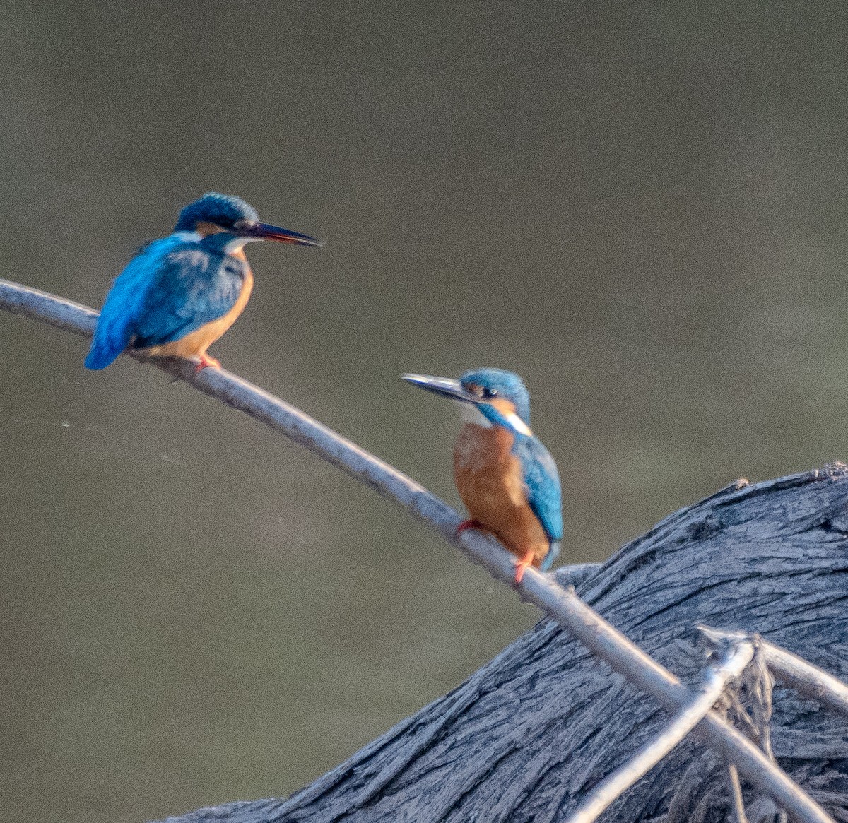 Common Kingfisher - Bhupinderjit  Kaur Waraich