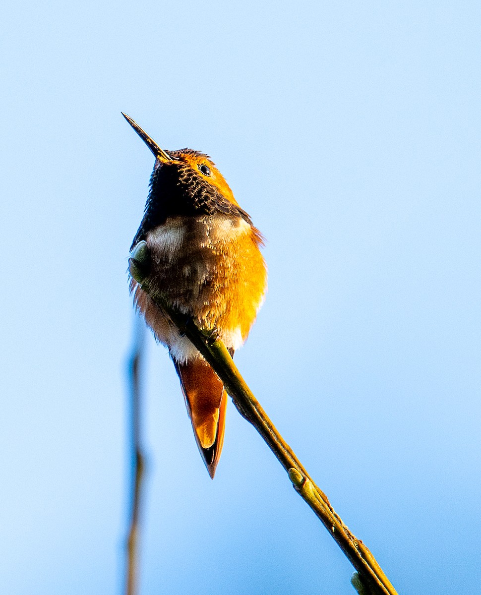 Allen's Hummingbird - ML616496868