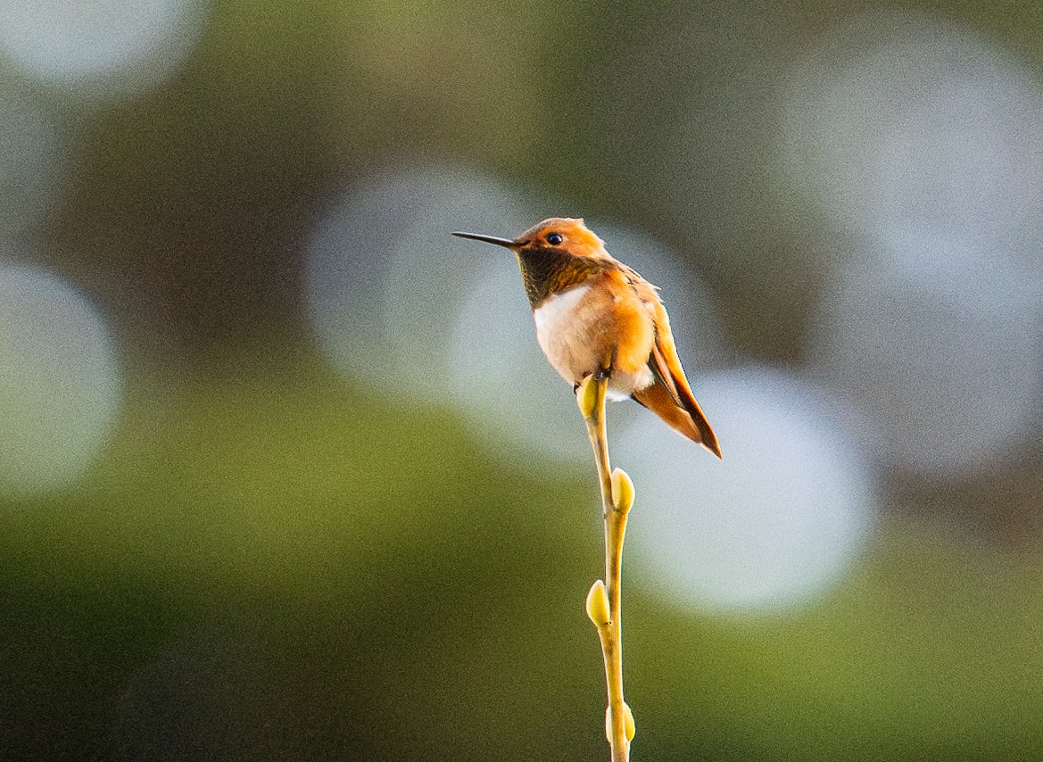 Allen's Hummingbird - ML616496869