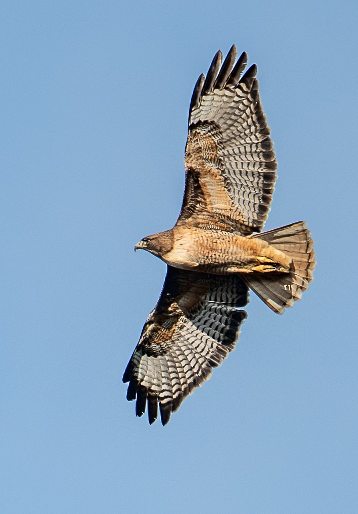 Red-tailed Hawk - ML616496872