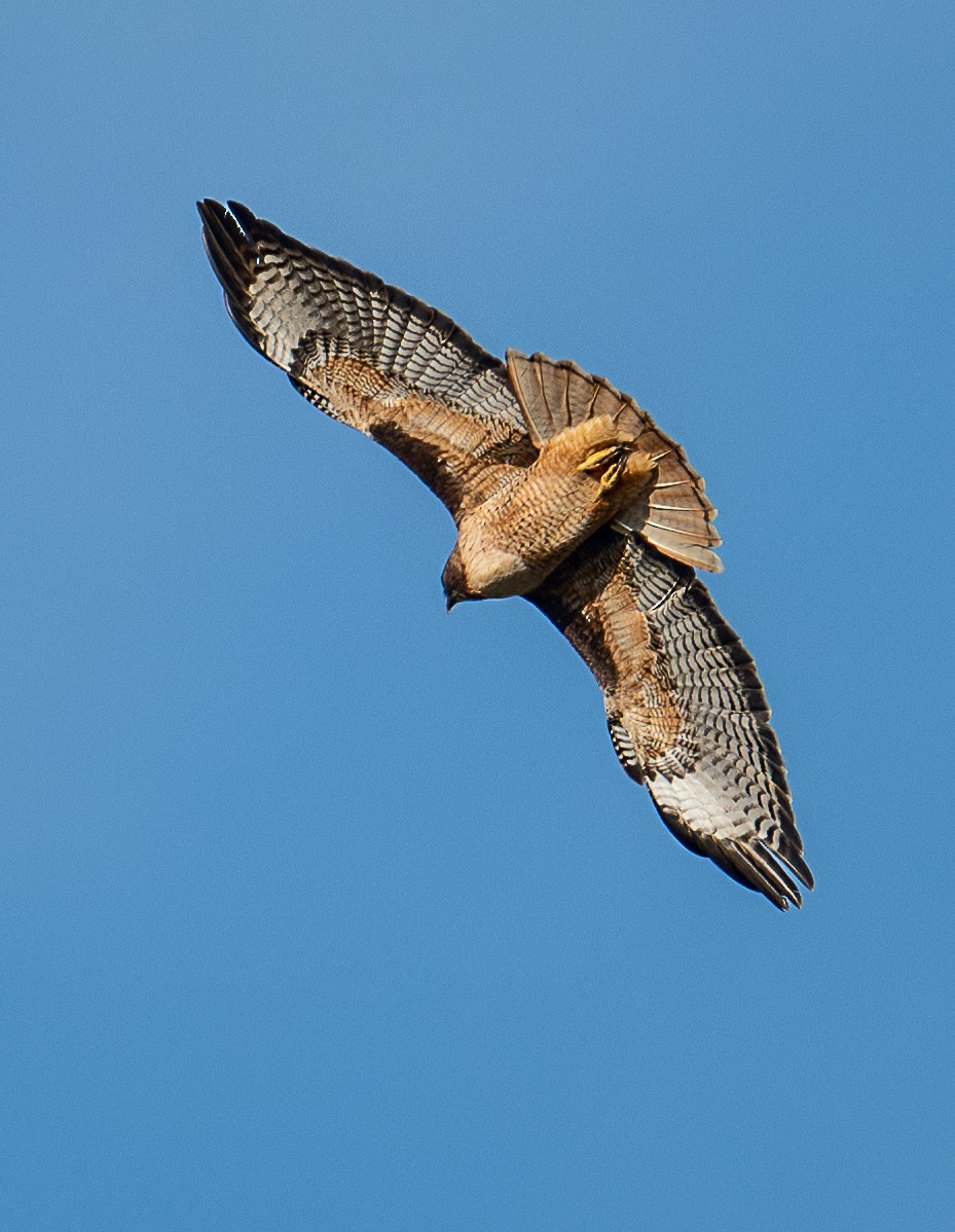 Red-tailed Hawk - ML616496873