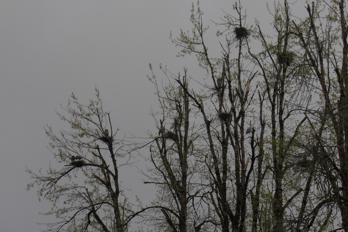 Great Blue Heron - ML616496880