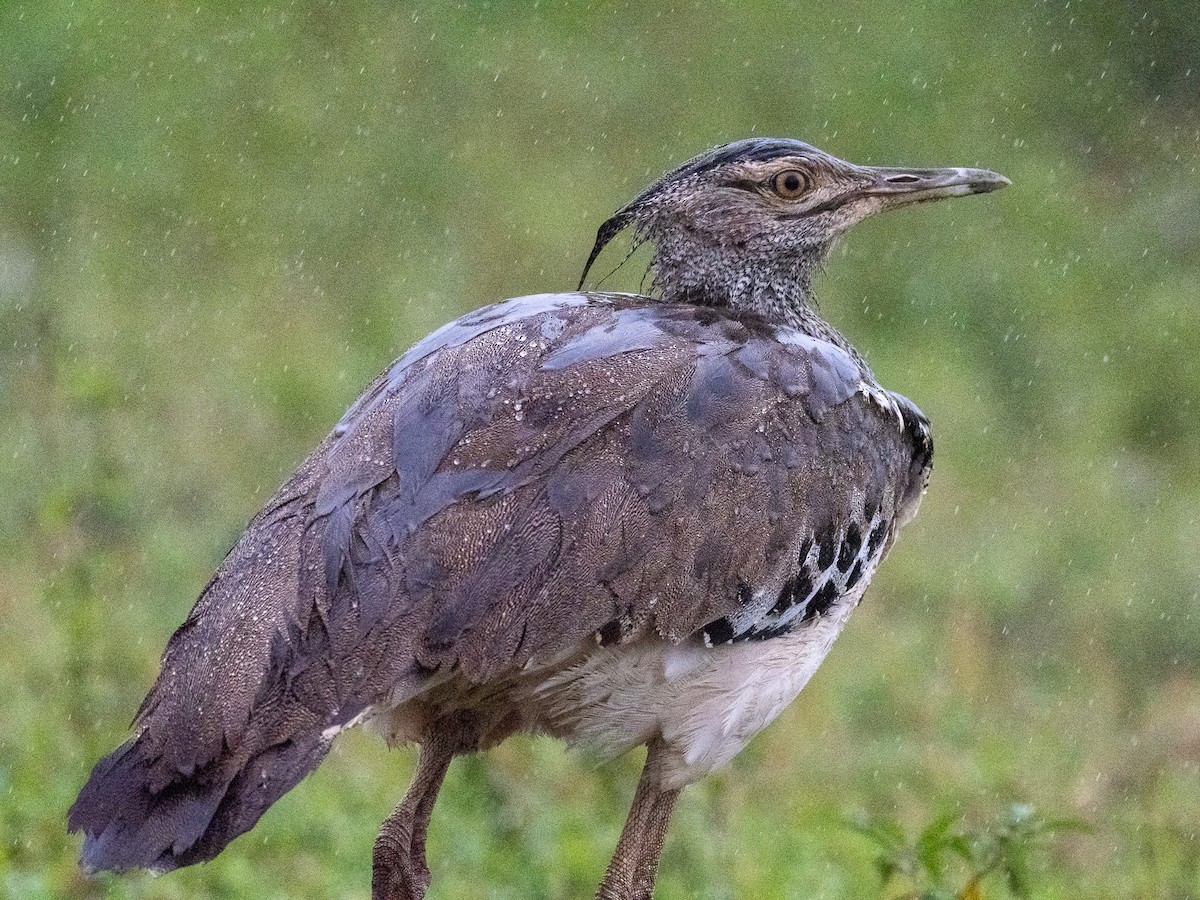 Kori Bustard - ML616496883