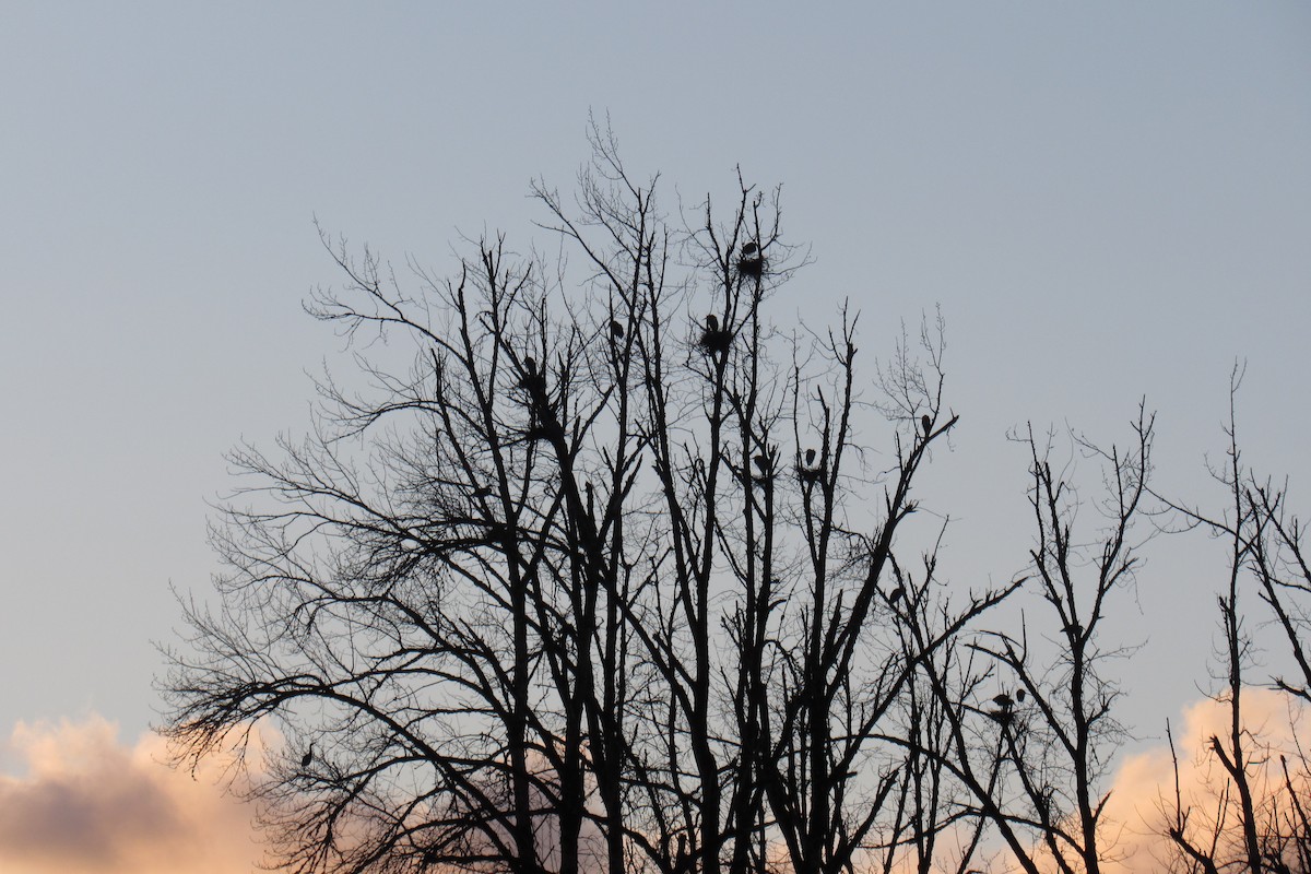 Great Blue Heron - ML616496884