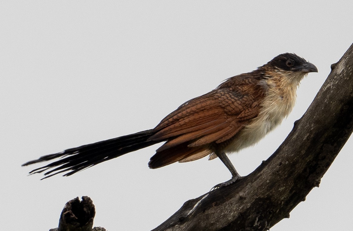 Coucal à sourcils blancs - ML616496885