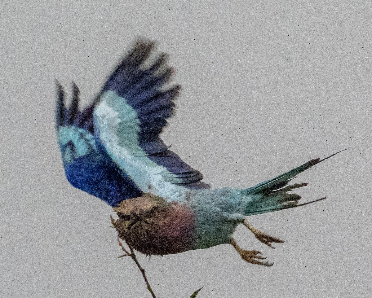 Lilac-breasted Roller - ML616496889