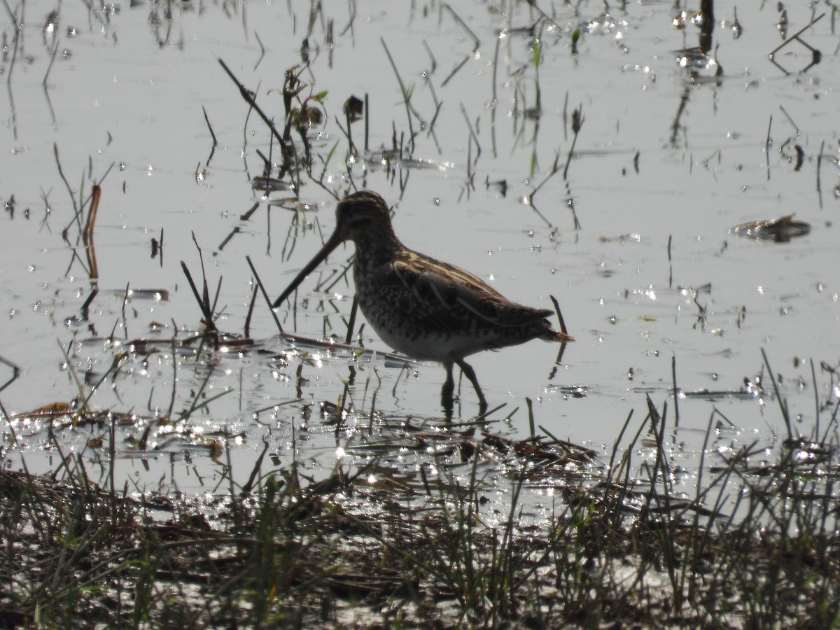 Common Snipe - ML616496894