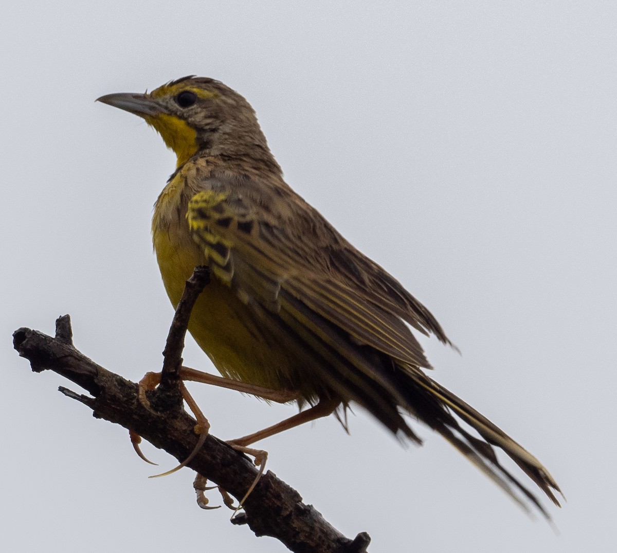 Yellow-throated Longclaw - ML616496897