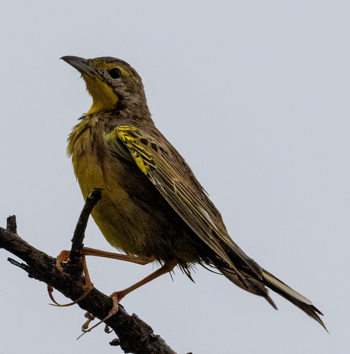 Yellow-throated Longclaw - ML616496906