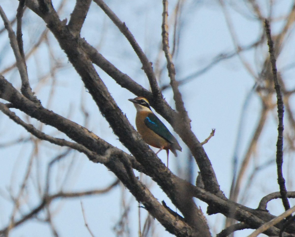 Indian Pitta - Aditya Pradhan