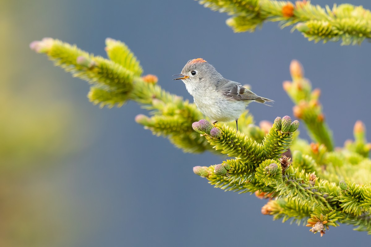 Ruby-crowned Kinglet - Ilya Povalyaev