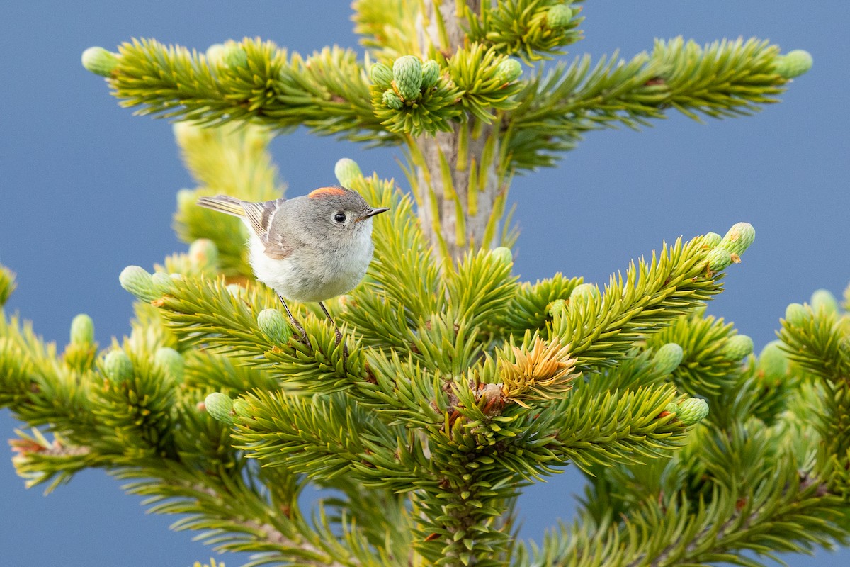 Ruby-crowned Kinglet - ML616496924