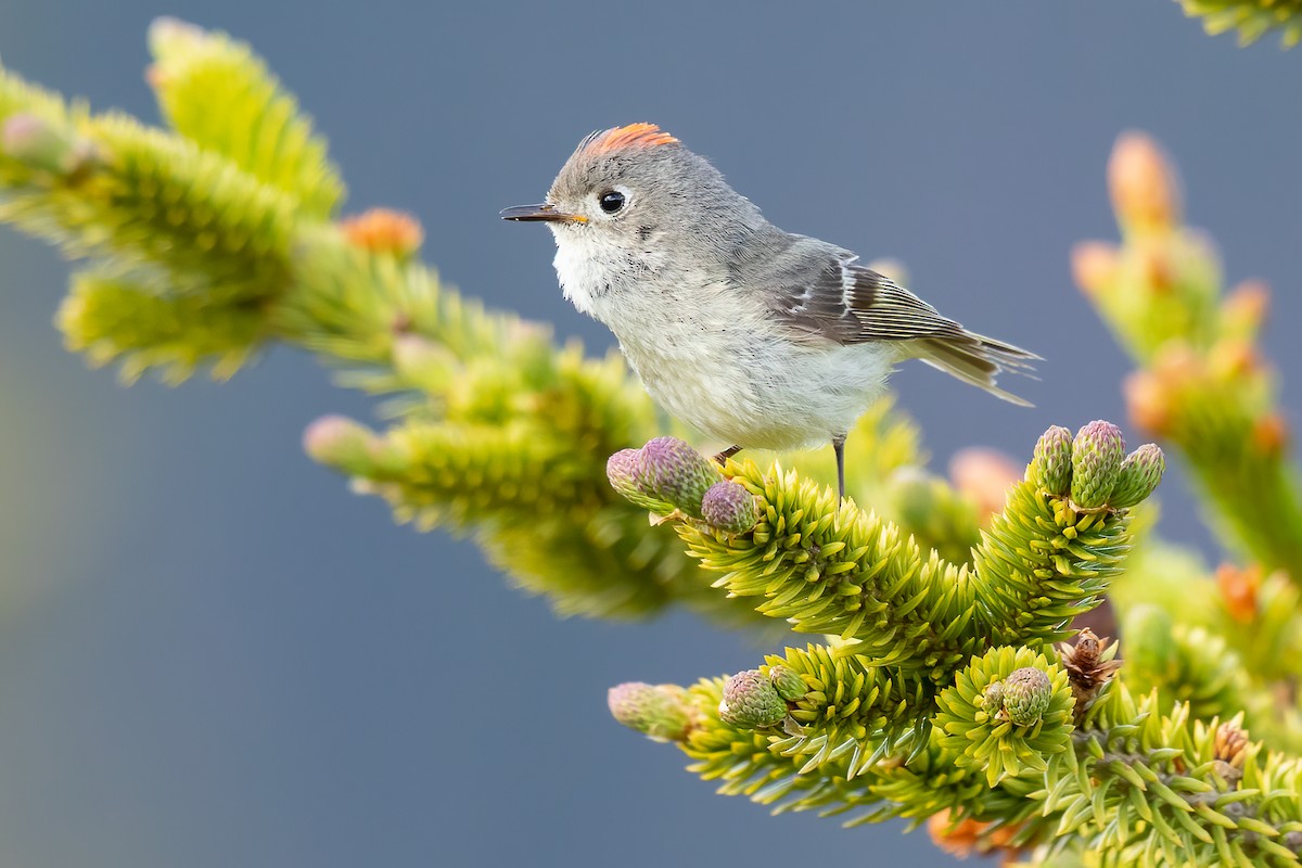 Ruby-crowned Kinglet - Ilya Povalyaev