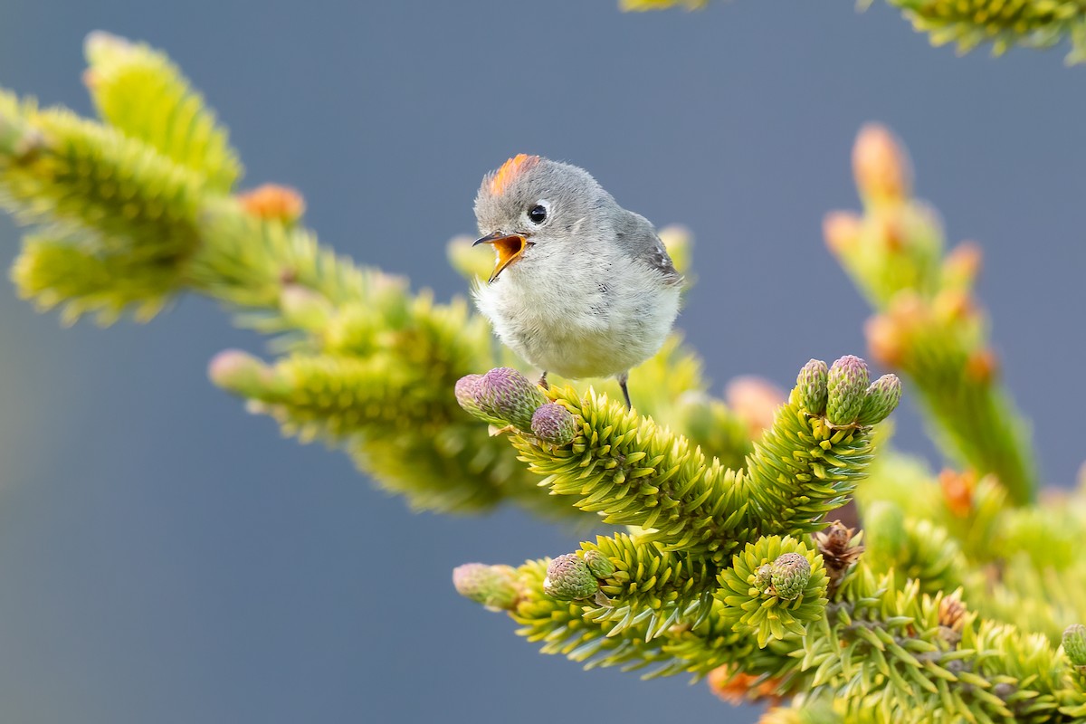 Ruby-crowned Kinglet - ML616496926