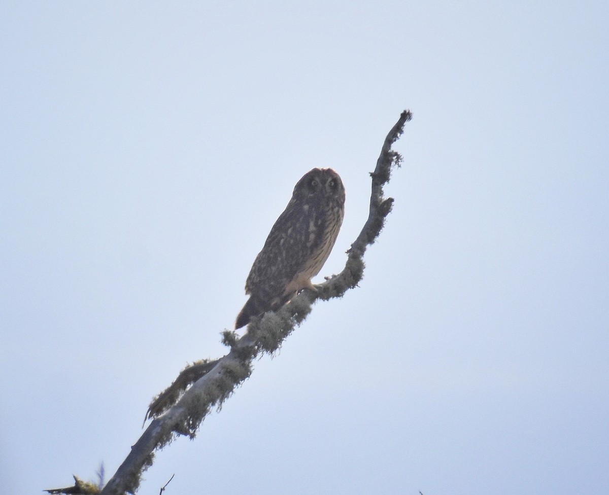 Short-eared Owl - ML616496927