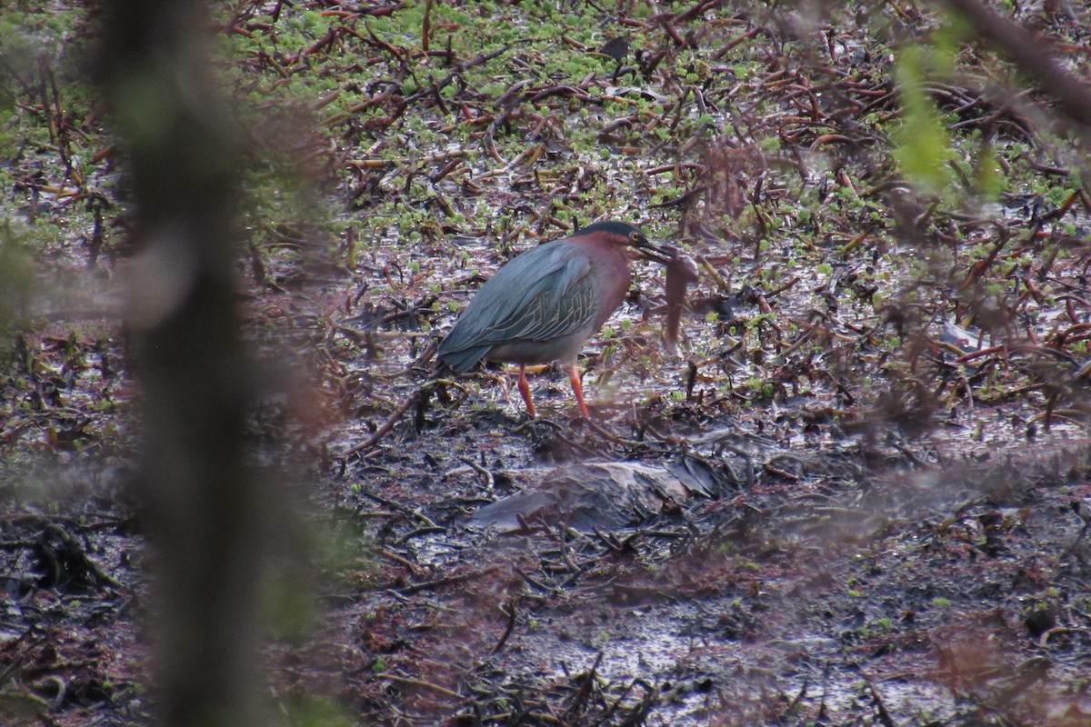 Green Heron - ML616496928