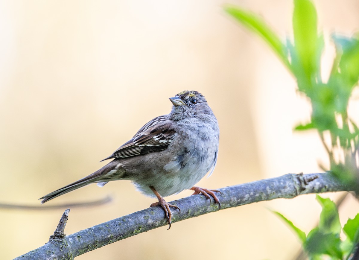 Golden-crowned Sparrow - ML616496935