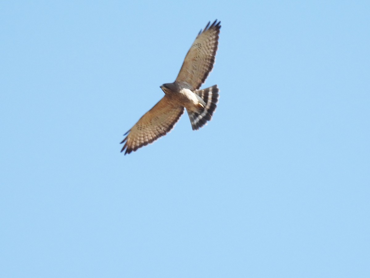 Broad-winged Hawk - ML616496941