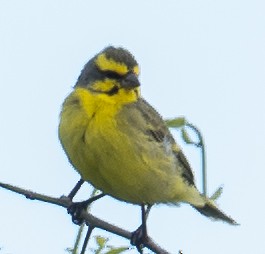 Yellow-fronted Canary - Sam Zuckerman