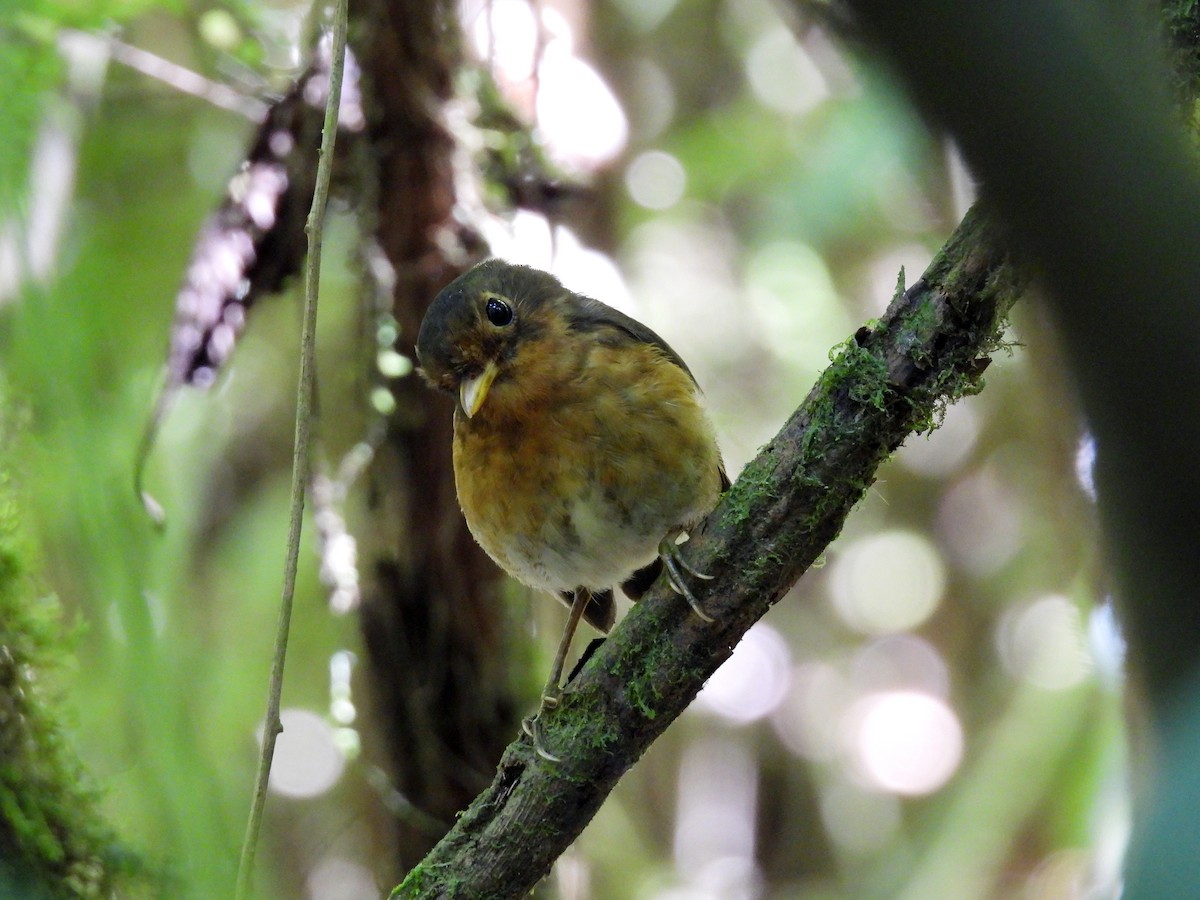 Ochre-breasted Antpitta - ML616496946