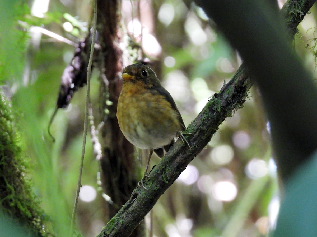 Ochre-breasted Antpitta - ML616496947