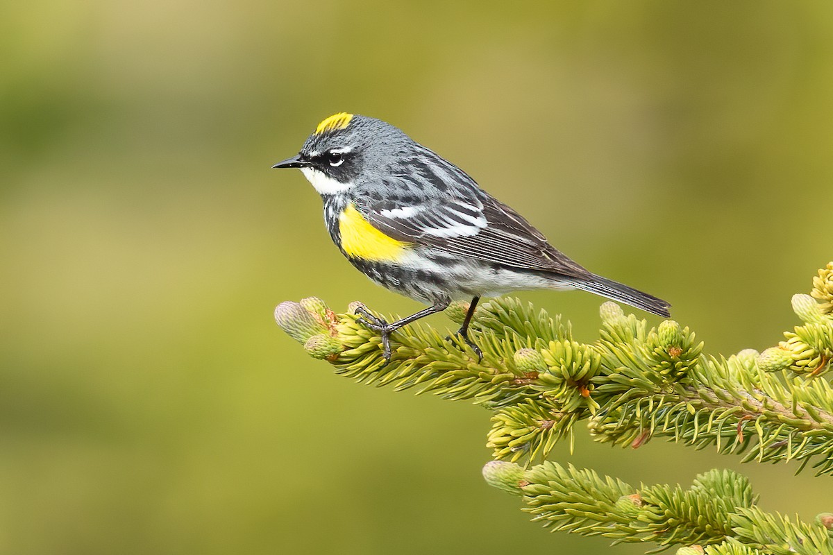 Пісняр-лісовик жовтогузий (підвид coronata) - ML616496968