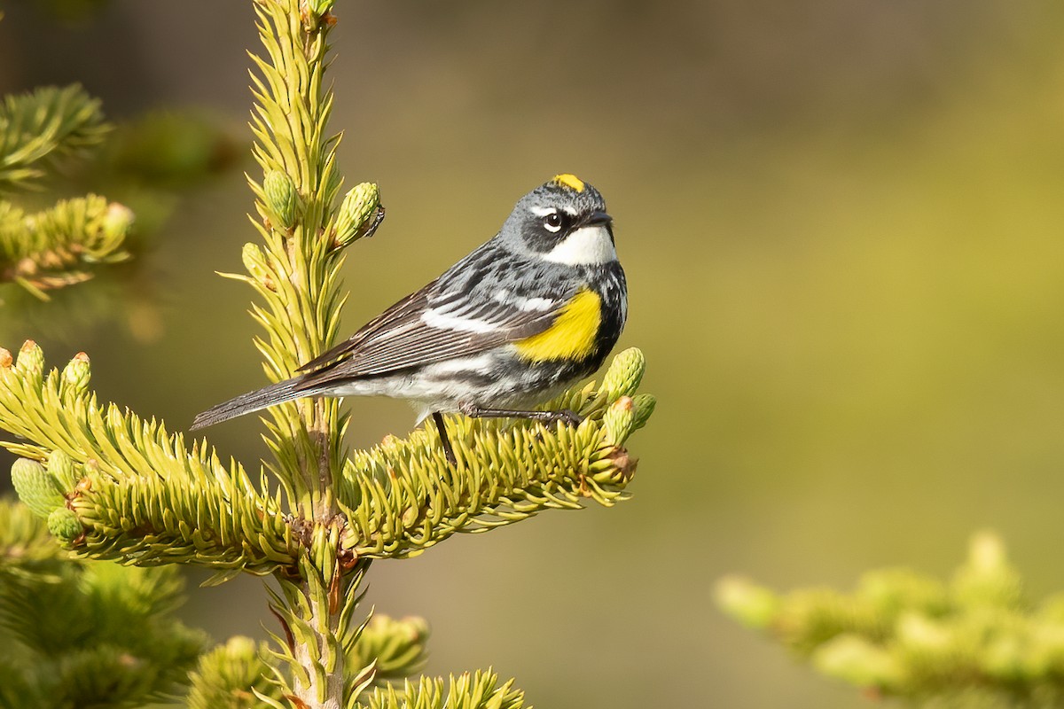 lesňáček žlutoskvrnný (ssp. coronata) - ML616496969