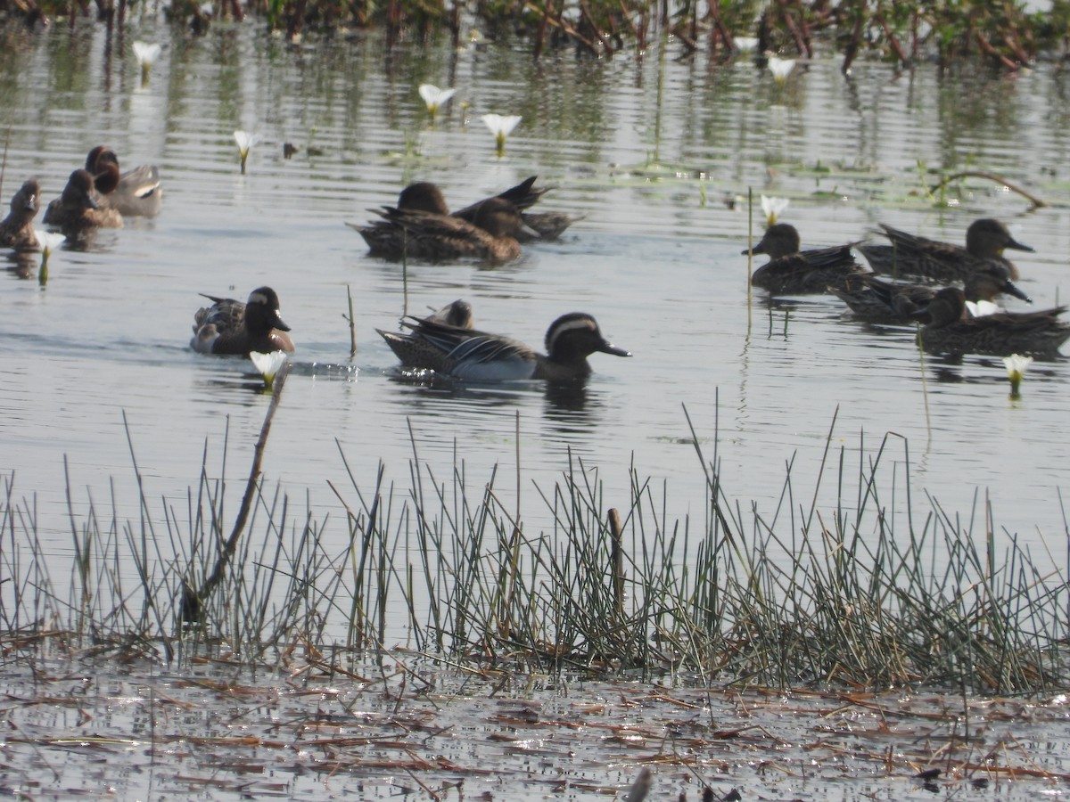 Garganey - ML616496976