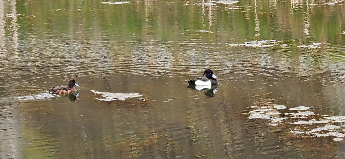 Tufted Duck - ML616497013