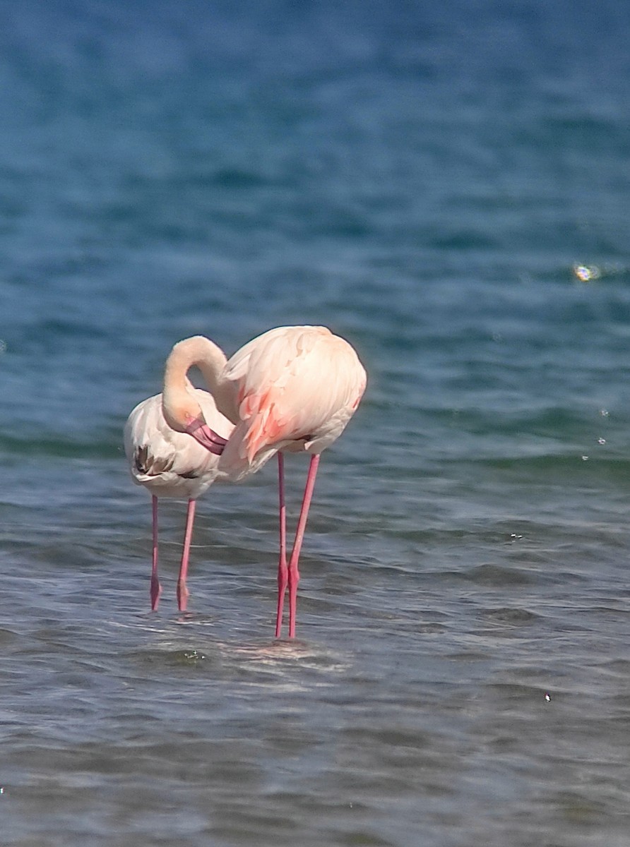 Greater Flamingo - ML616497025
