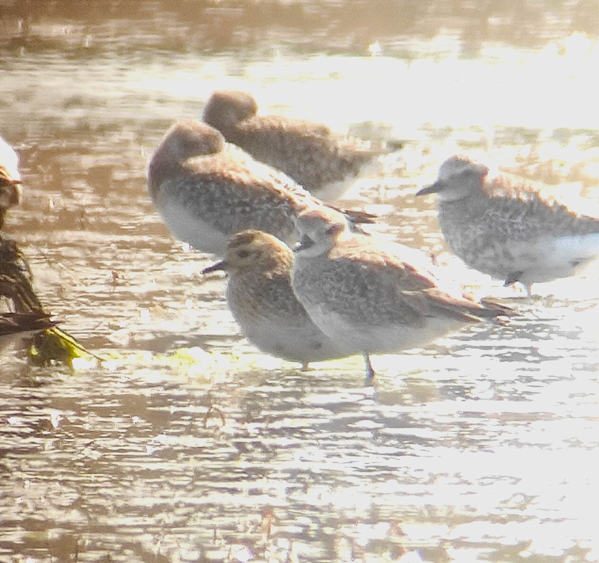 European Golden-Plover - ML616497030