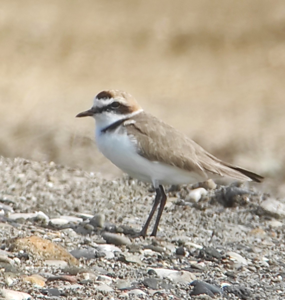 Kentish Plover - ML616497037