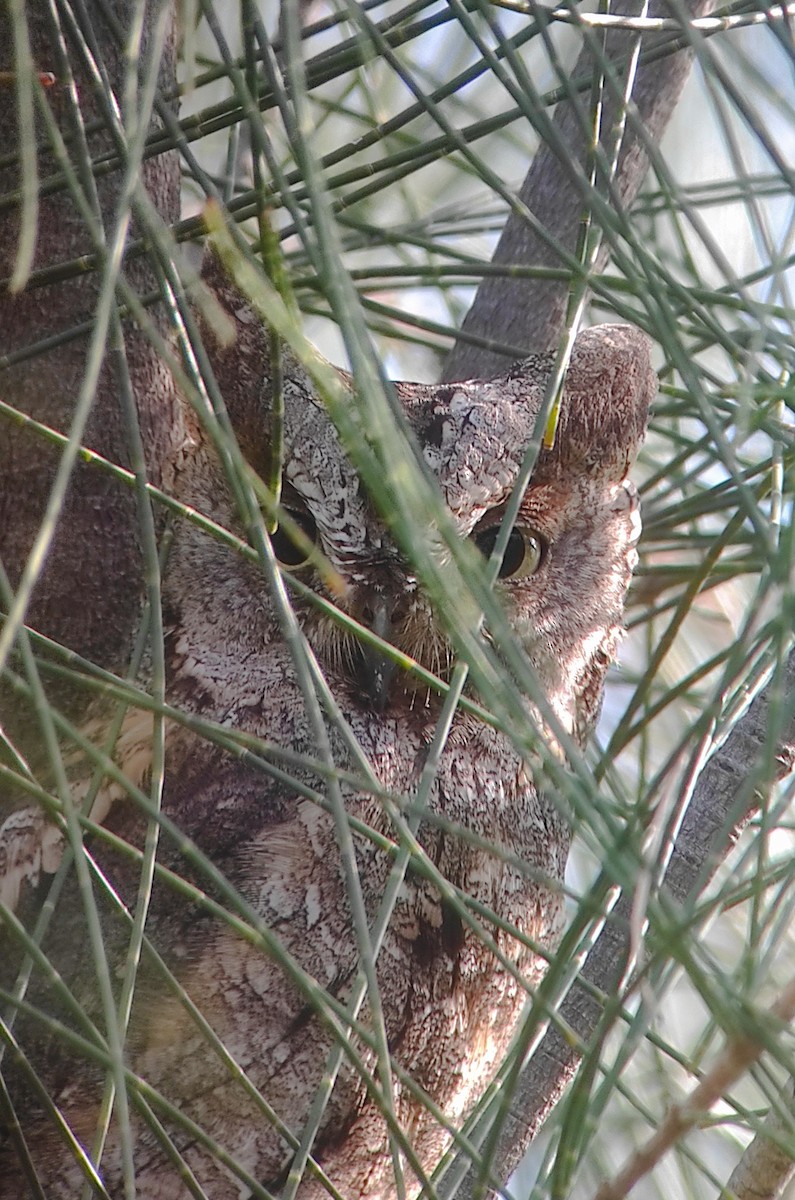 Eurasian Scops-Owl - ML616497055
