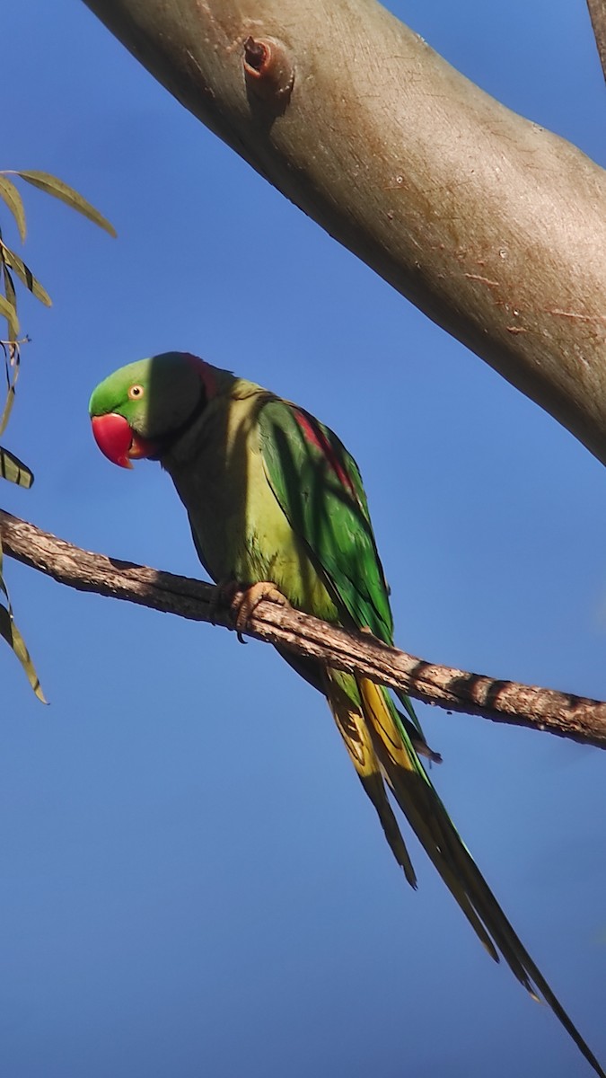 Alexandrine Parakeet - ML616497060