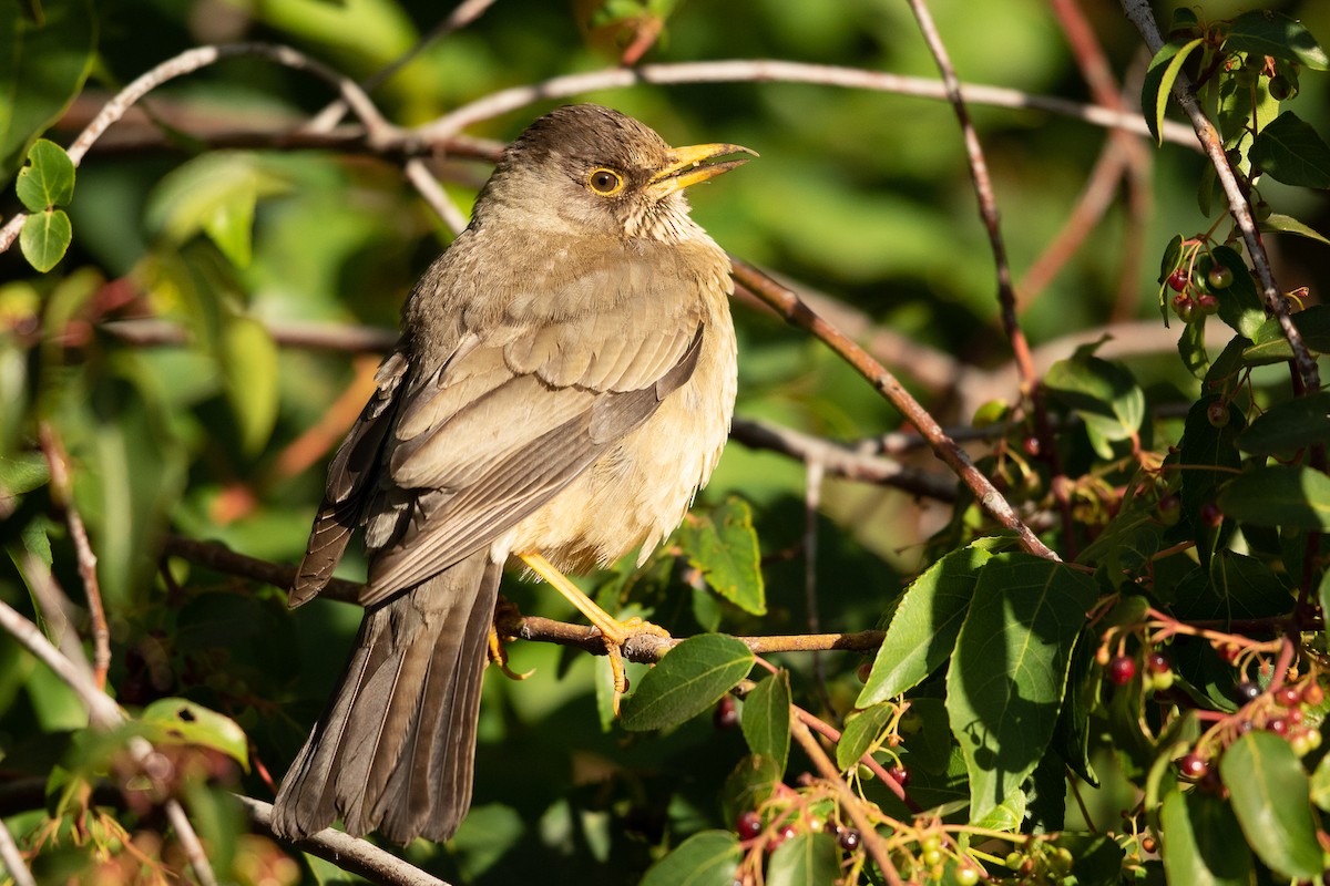 Austral Thrush - ML616497063