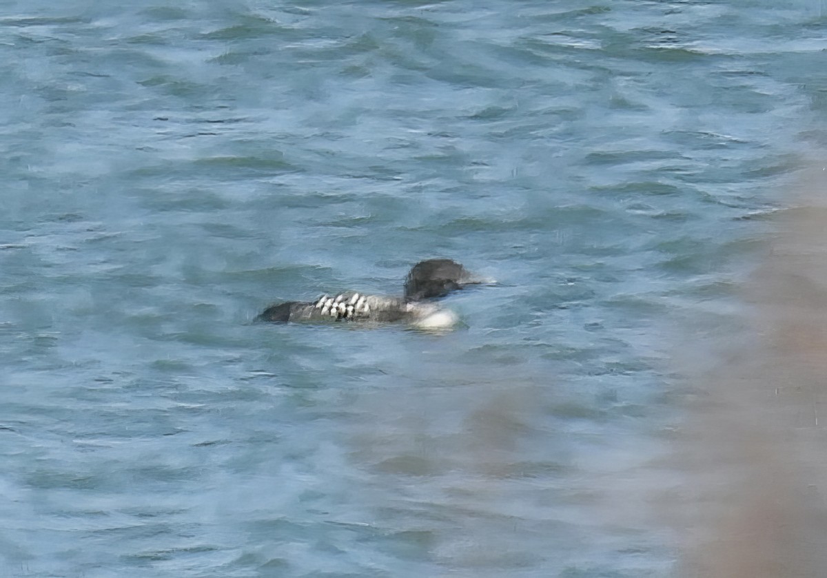 Common Loon - ML616497097