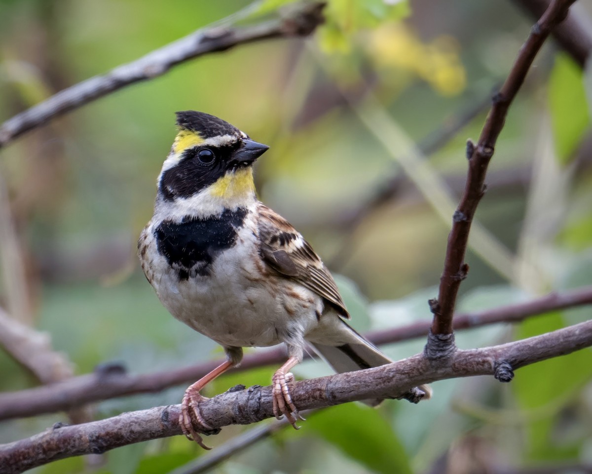 Yellow-throated Bunting - ML616497100