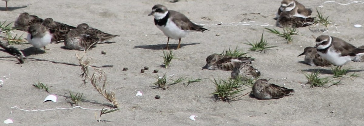 Least Sandpiper - ML616497102