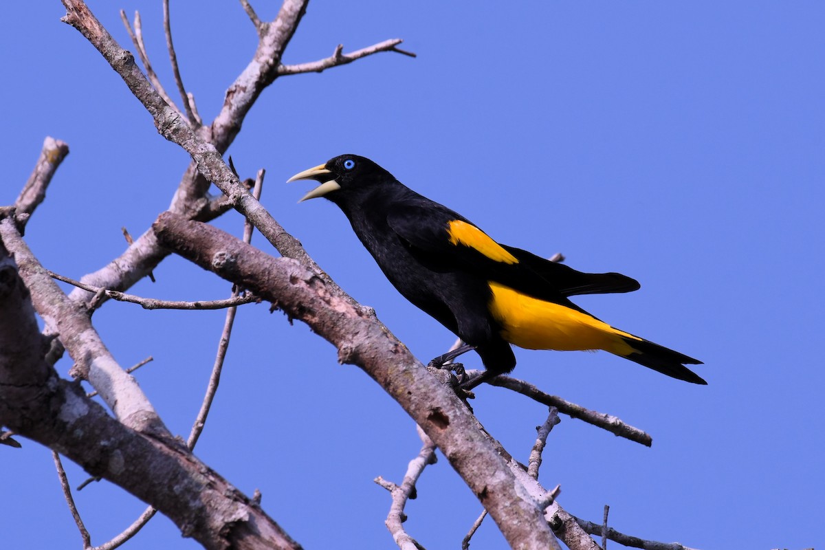 Yellow-rumped Cacique - Christian Engel
