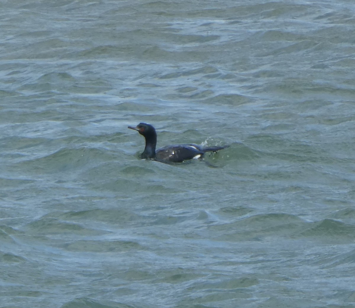 Pelagic Cormorant - ML616497143