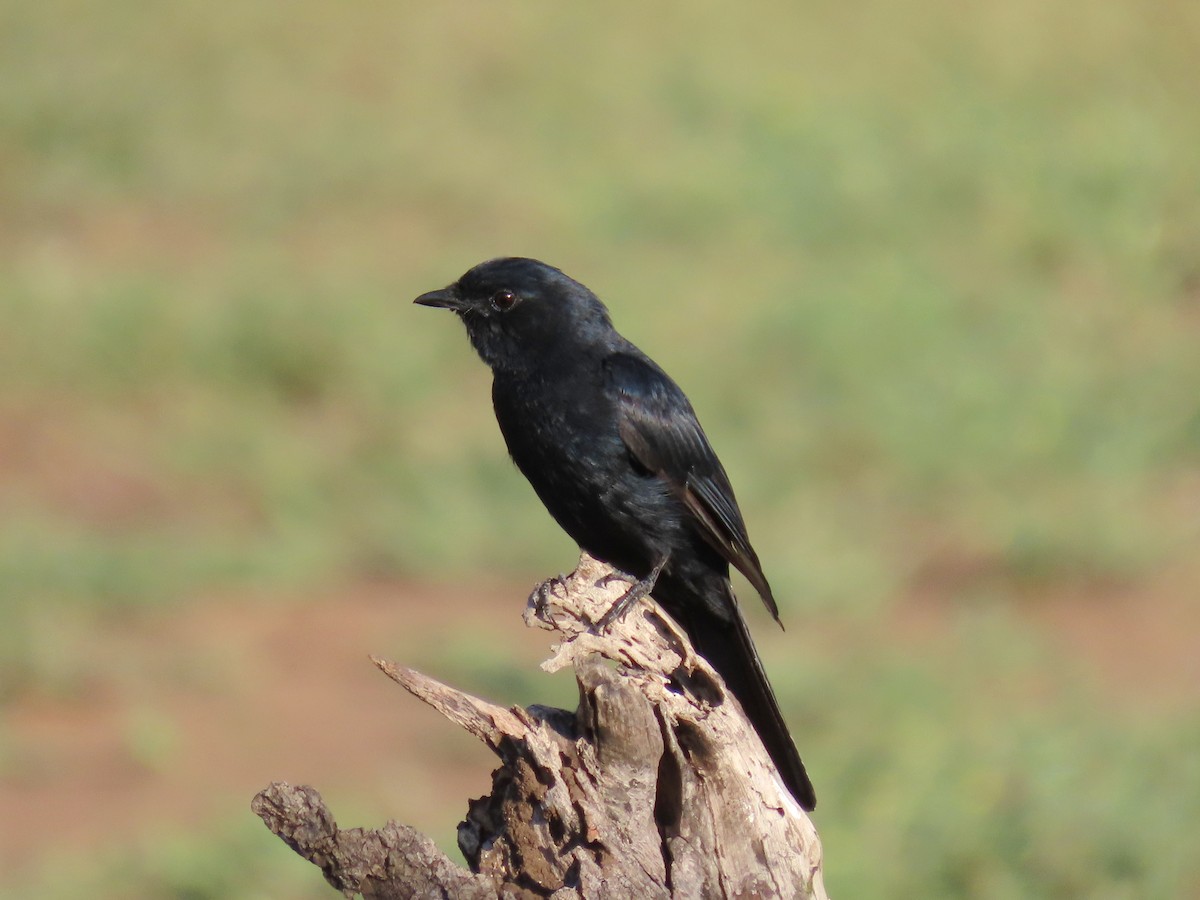 Southern Black-Flycatcher - ML616497195