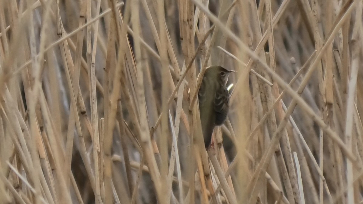 Common Grasshopper Warbler - ML616497287