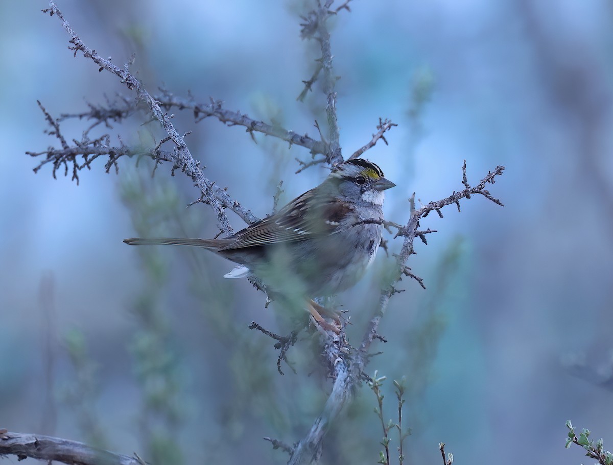 White-throated Sparrow - ML616497400