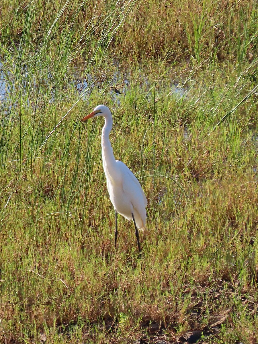 Great Egret - ML616497472