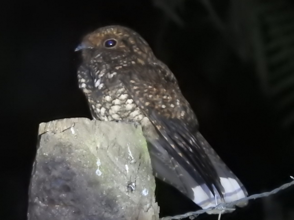 Dusky Nightjar - ML616497503