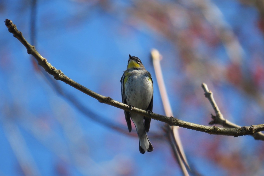 Yellow-rumped Warbler (Audubon's) - Mark Vernon