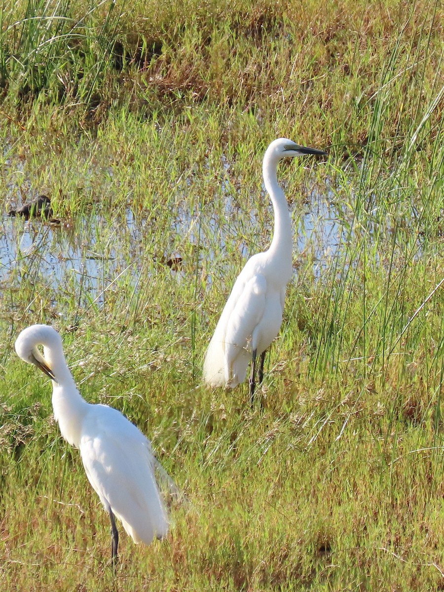 Great Egret - Joyce Brady