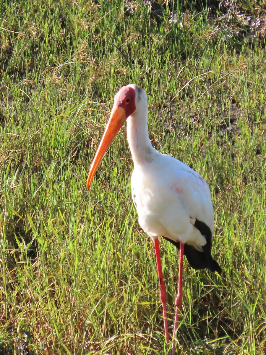 Tantale ibis - ML616497569
