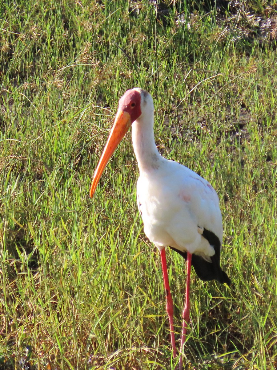 Yellow-billed Stork - ML616497569